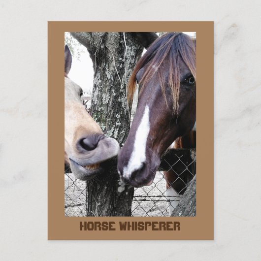 Pferdeflüster Zwei Pferde Funny Fotografy Postkarte (Vorderseite)