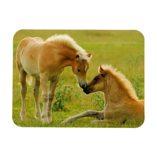 Pferdefoals Magnet (Horizontal)