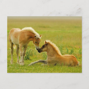 Pferdefoals Postkarte