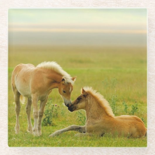 Pferdefohlen Glasuntersetzer (Vorderseite)