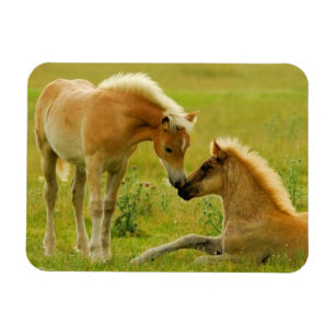 Pferdefohlen Magnet