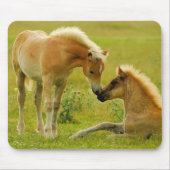 Pferdefohlen Mousepad (Vorne)