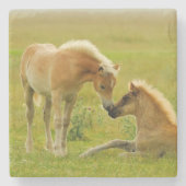 Pferdefohlen Steinuntersetzer (Vorderseite)