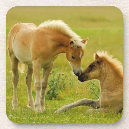 Pferdefohlen Untersetzer (Vorderseite)