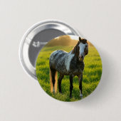Pferdefoto anpassen button (Vorne & Hinten)