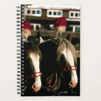 Pferdefoto Equine Zugpferd Tandem Planer