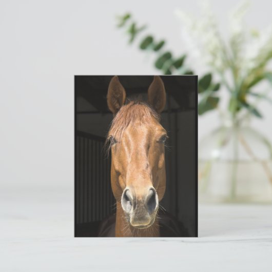 Pferdefoto Postkarte (Stehend Vorderseite)