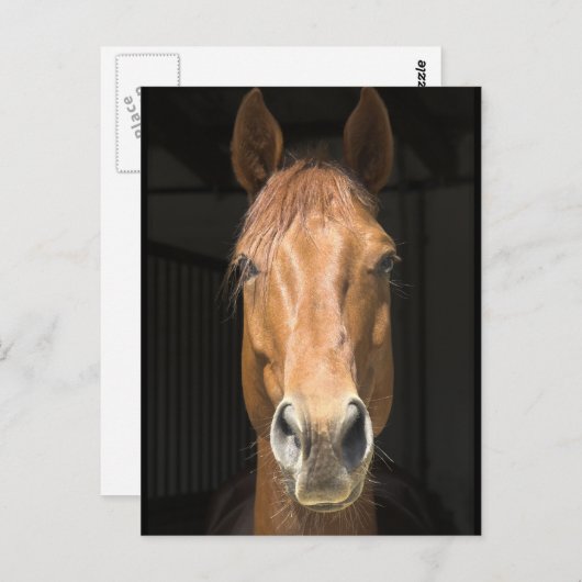 Pferdefoto Postkarte (Vorne/Hinten)