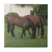 Pferdefotografie Fliese (Vorderseite)