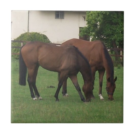 Pferdefotografie Fliese (Vorderseite)