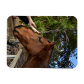 Pferdefreunde für immer, Flexible Magnet (Horizontal)