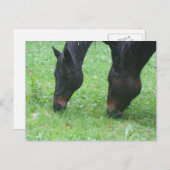 Pferdefreunde Weidetiere Postkarte (Vorne/Hinten)