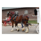 Pferdefüge auf einer Staat-Messe (Vorderseite (Horizontal))