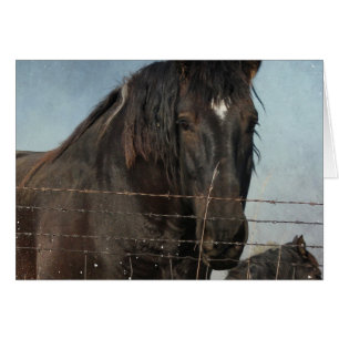 Pferdefüge auf Weiden