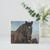 Pferdefüge auf Weiden Postkarte (Stehend Vorderseite)