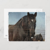 Pferdefüge auf Weiden Postkarte (Vorne/Hinten)