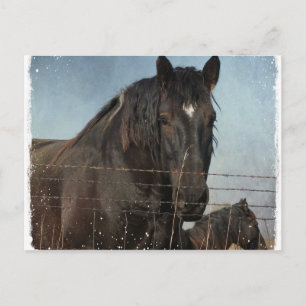 Pferdefüge auf Weiden Postkarte