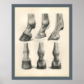 Pferdefuß-Hoof tierärztliche Anatomie Print Poster