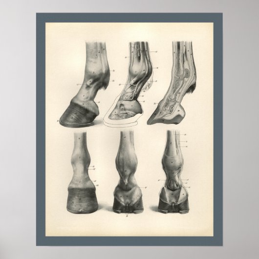 Pferdefuß-Hoof tierärztliche Anatomie Print Poster (Vorne)