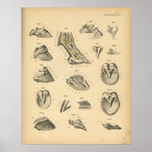 Pferdefuß Huf Anatomie 1908 Vintage Druck Poster