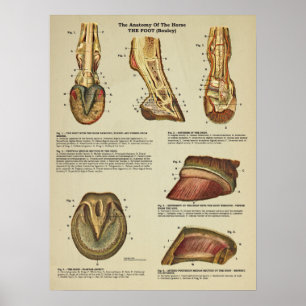 Pferdefuß-Huf-Anatomie Veterinärdiagramm Poster
