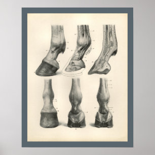 Pferdefuß Huf Veterinär Anatomie Druck Poster