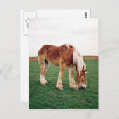 Pferdefüsse in Feld Postkarte (Vorne/Hinten)