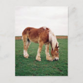Pferdefüsse in Feld Postkarte (Vorderseite)