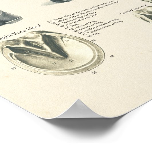 Pferdefußhuhn Leg Anatomie Farrier Chart Poster (Ecke)