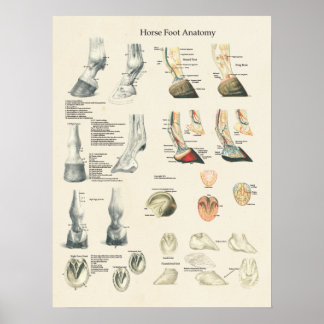 Pferdefußhuhn Leg Anatomie Farrier Chart Poster