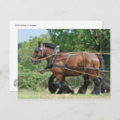 Pferdefüßler Postkarte (Vorne/Hinten)