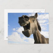 Pferdegähne Postkarte (Vorne/Hinten)