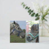 Pferdegalerie Postkarte (Stehend Vorderseite)
