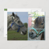 Pferdegalerie Postkarte (Vorne/Hinten)
