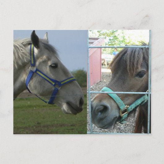 Pferdegalerie Postkarte (Vorderseite)