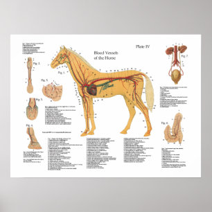 Pferdegefäßanatomie-Plakat-Diagramm Poster