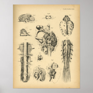 Pferdegehirn-Nerven-Anatomie 1908 Vintage-Druck Poster