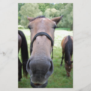 Pferdegesicht Briefpapier