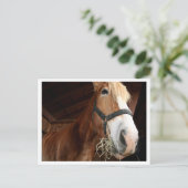Pferdegesicht Postkarte (Stehend Vorderseite)