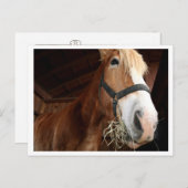 Pferdegesicht Postkarte (Vorne/Hinten)