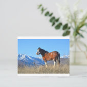 Pferdegras und -gebirge postkarte (Stehend Vorderseite)