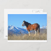 Pferdegras und -gebirge postkarte (Vorne/Hinten)