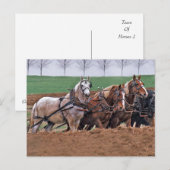 Pferdegruppe(2)-Postkarte Postkarte (Vorne/Hinten)
