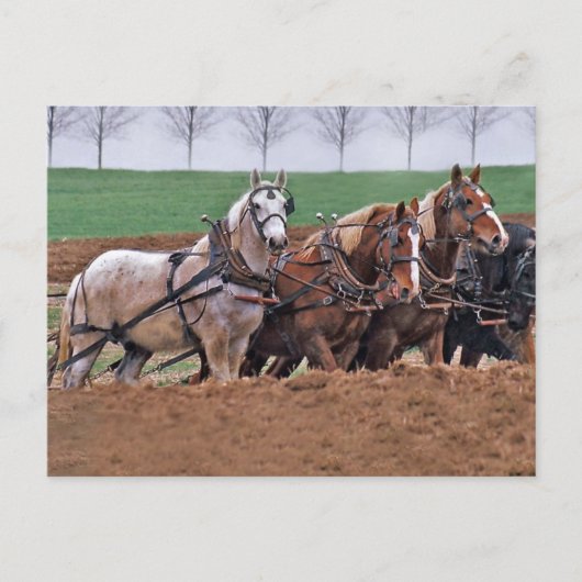 Pferdegruppe(2)-Postkarte Postkarte (Vorderseite)