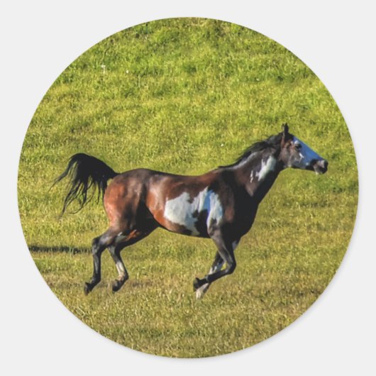 Pferdehahn-Foto auf einer BC Ranch Runder Aufkleber (Vorderseite)