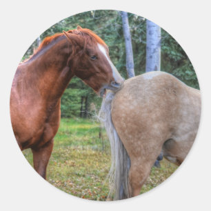 Pferdehahn-Foto auf einer BC Ranch Runder Aufkleber