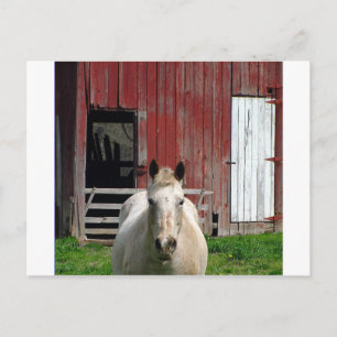 Pferdehaltung Postkarte