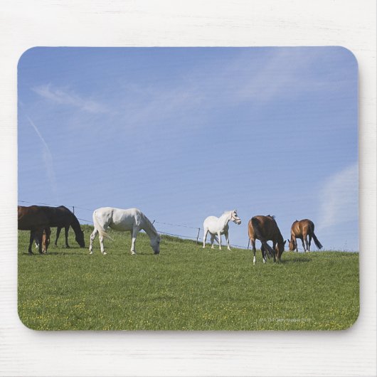 Pferdeherde auf der Wiese Mousepad (Vorne)