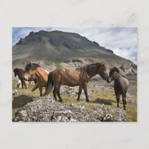 Pferdeherde bei Hofn, Island Postkarte