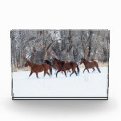 Pferdeherde, die in Winterschnee laufen Fotoblock (Vorderseite)